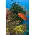 thumbnail image 2 of Shimlock, Jones 23x32 Gold Ornate Wood Framed with Double Matting Museum Art Print Titled - Coral trout swims past reef, Papua, Indonesia, 2 of 4