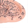 thumbnail image 3 of 6.7in Ear Acupuncture Model Silicone Engraving Ear Massage Acupuncture Model for Home Laboratory, 3 of 5
