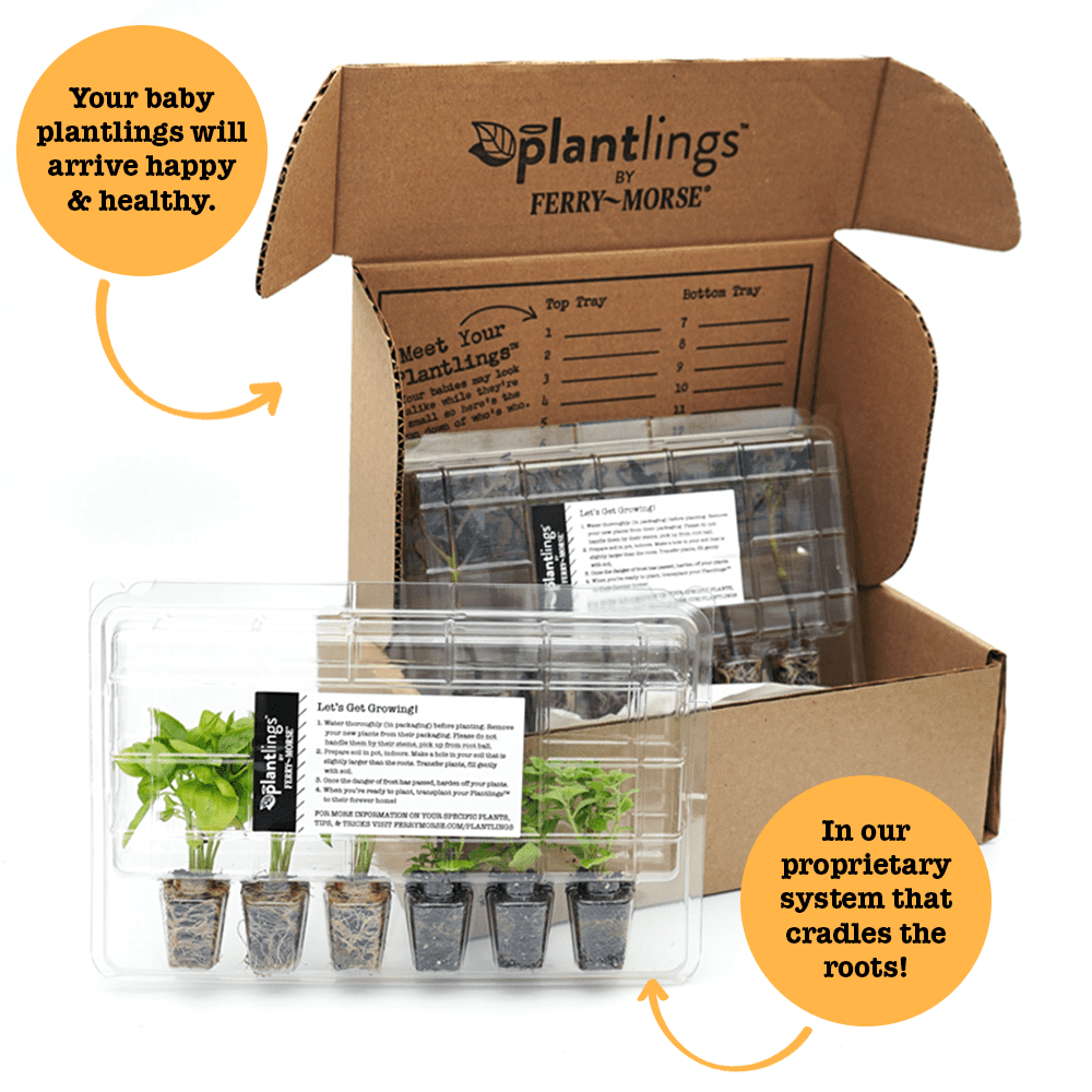 Ferry-Morse Plantlings Live Baby Plants 1-3in. Echinacea Cheyenne Spirit Coneflower, 12-Pack