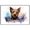 Australian Terrier, variant on Golden Retriever Dog Canvas Bathroom Décor - Unique Bath Wall Decor - Modern Canvas Bathroom Wall Art - Room Decor - Bathroom Decorations - Restroom Sign - Wall decor living room
