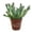 1 Plant, variant on Echeveria Pink Trumpet - Live Starter Plant in a 2 Inch Growers Pot - Rare and Colorful Compact Easy Care Succulent