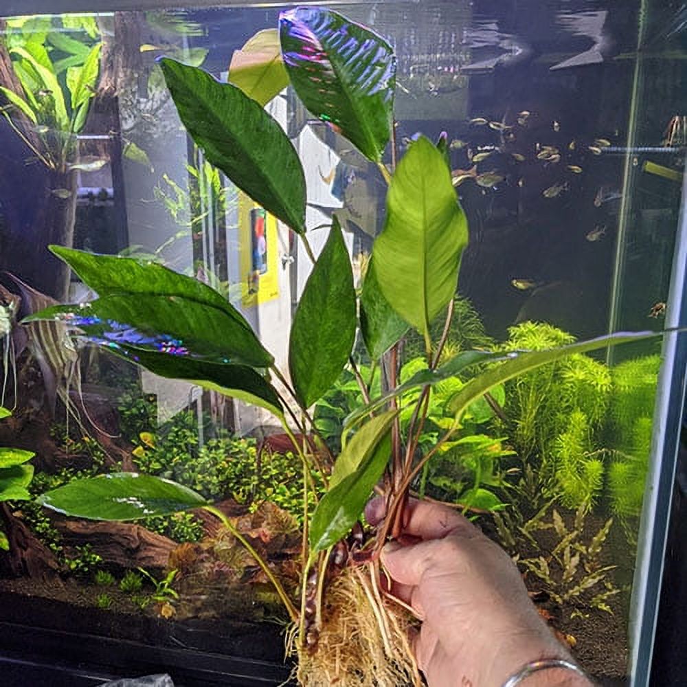 Anubias Hastifolia Bare Root Large Live Aquarium Plants BUY2 GET1 FREE - image 2 of 12