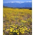 thumbnail image 2 of Talbot Frank, Christopher 15x17 White Modern Wood Framed Museum Art Print Titled - CA, Sierra Nevada flowers in the Owens Valley, 2 of 4
