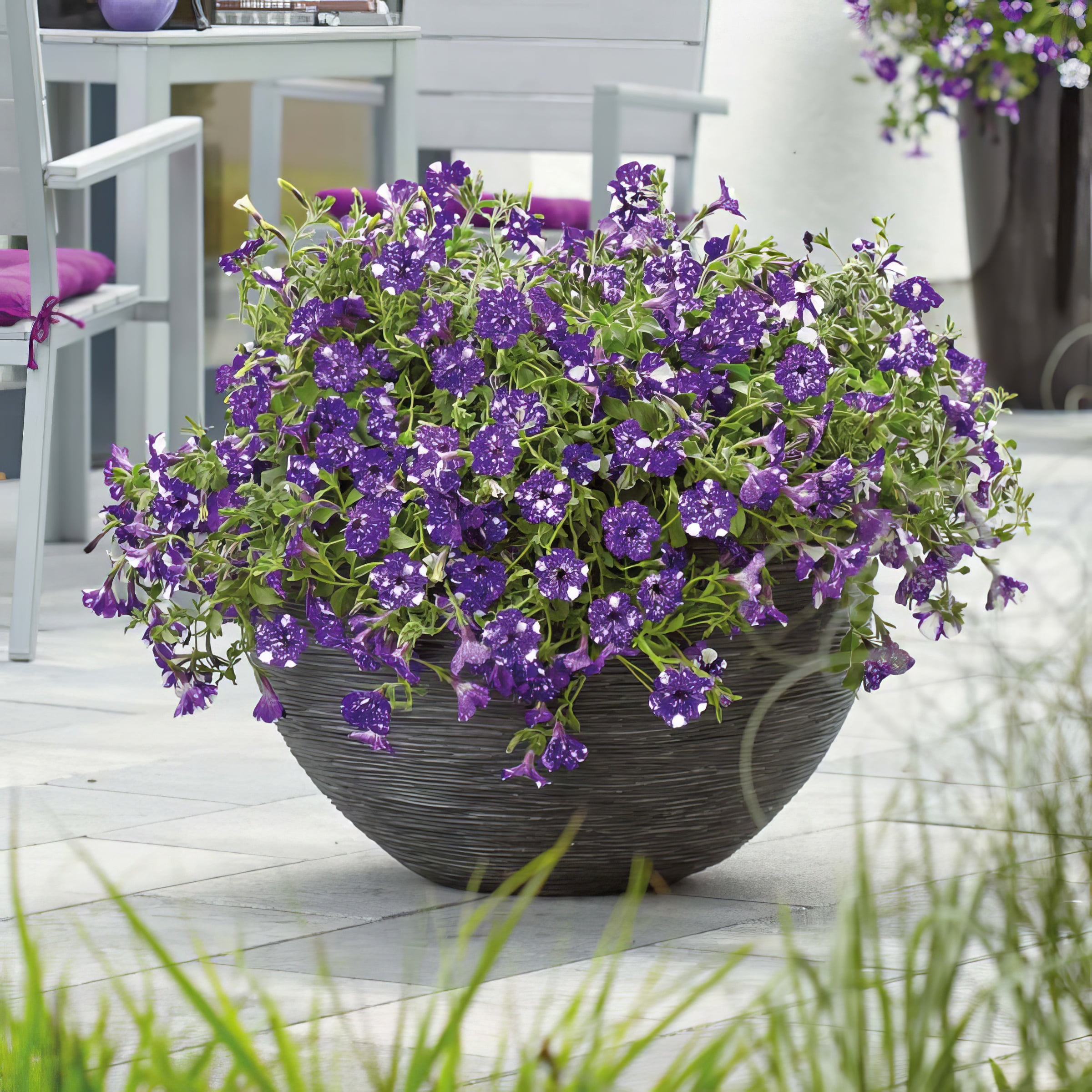 Live Annual 4" NightSky Petunia (3-Pack) with Full Sunlight