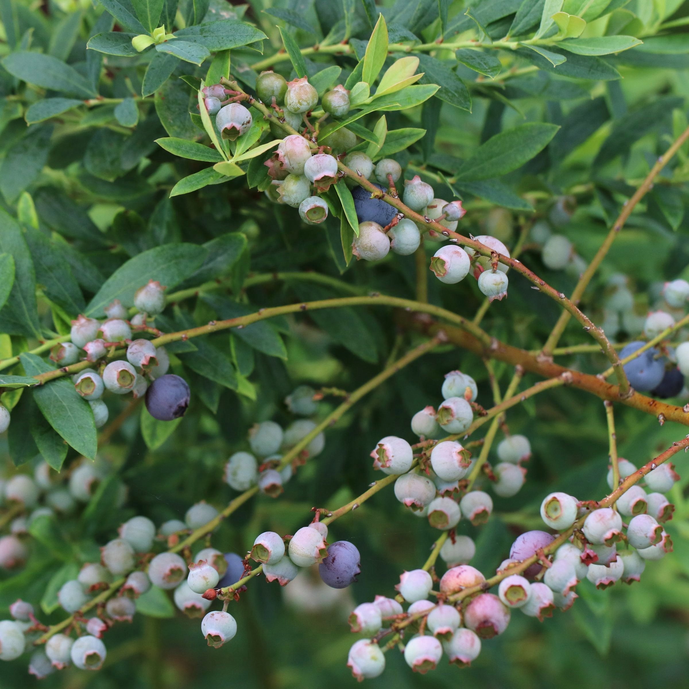 1 gal. Live Shrub Blueberry Legacy Plant