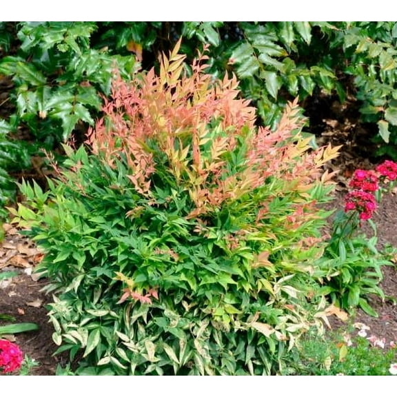 New Life Nursery and Garden Green Gulf Stream Nandina Live Plant in Grower Pot