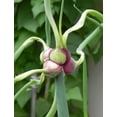 thumbnail image 4 of 5 Egyptian Walking Onion Plants for Planting, Tree Onion Egyptian Walking Tree Onions Plants 2 Year Old, 4 of 6