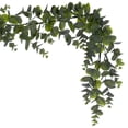 thumbnail image 4 of Vickerman 6' Artificial Green Spiral Eucalyptus Garland, 4 of 5