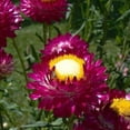thumbnail image 5 of 100 Seeds-Strawflower Seeds-Purple Red-#K003-Authentic Seeds-Flowers-Seeds-Rose seeds-Herb seeds-Vegetable Seeds-Mix Seeds for Plant- B3G1, 5 of 5