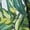Green, variant on BEFOKA Women's Hawaii Print Sheer Chiffon 3/4 Sleeve Casual Loose Kimonoes Cardigan Capes Casual Blouses Loose Fits Resort Wear Beach Cover Ups Open Front Casual Summer Beach Sun Protecton Tops