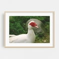 thumbnail image 2 of White duck. - Photography Wildlife Bird Animal Nature Farm Rural Pastoral Unframed Wall Art Print 20 x 28 inches, 2 of 7