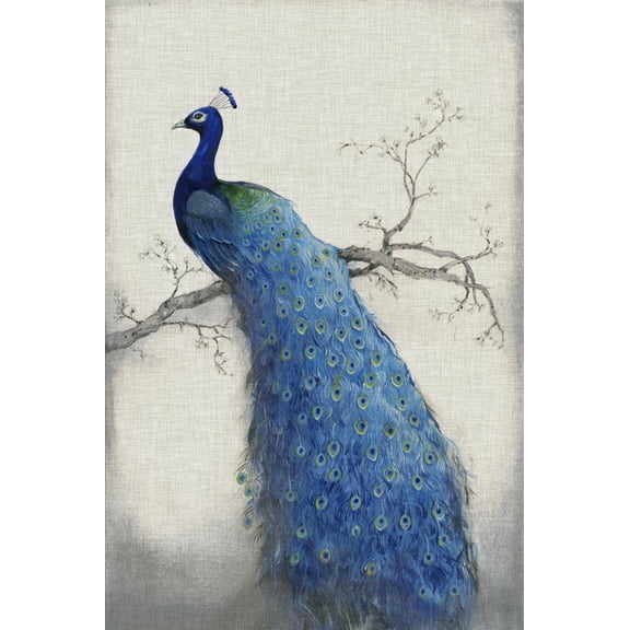 Peacock Blue II, Animals Unframed Art Print Wall Art by Tim O'toole