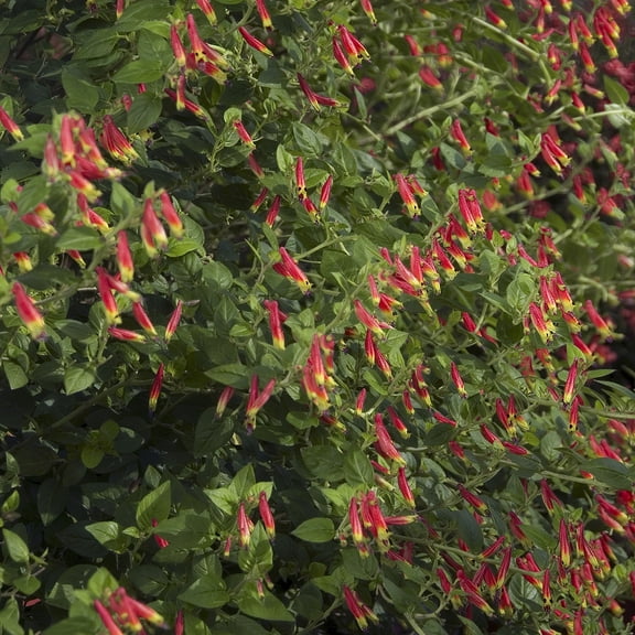 National Plant Network 2.5 in. Cuphea Hummingbird's Lunch (3-Pack)