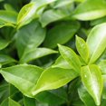 thumbnail image 2 of Herbal Essences Classics Clarifying Tea Tree Conditioner, 2 of 9