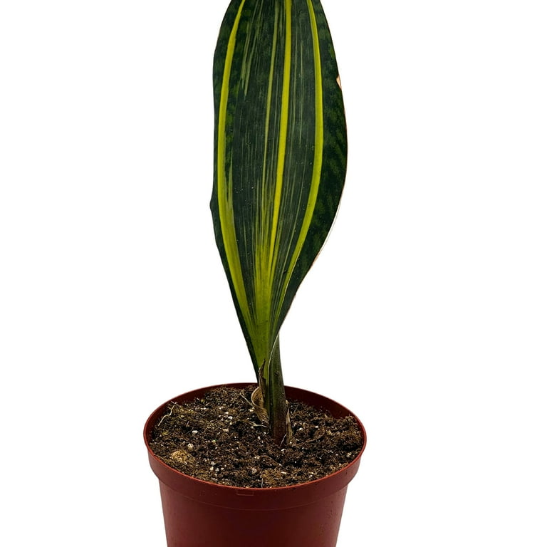 Variegated Whale Fin Snake Plant, 6 inch, Sansevieria Masoniana Yellow  Variegation, Whale Tail - Walmart.com