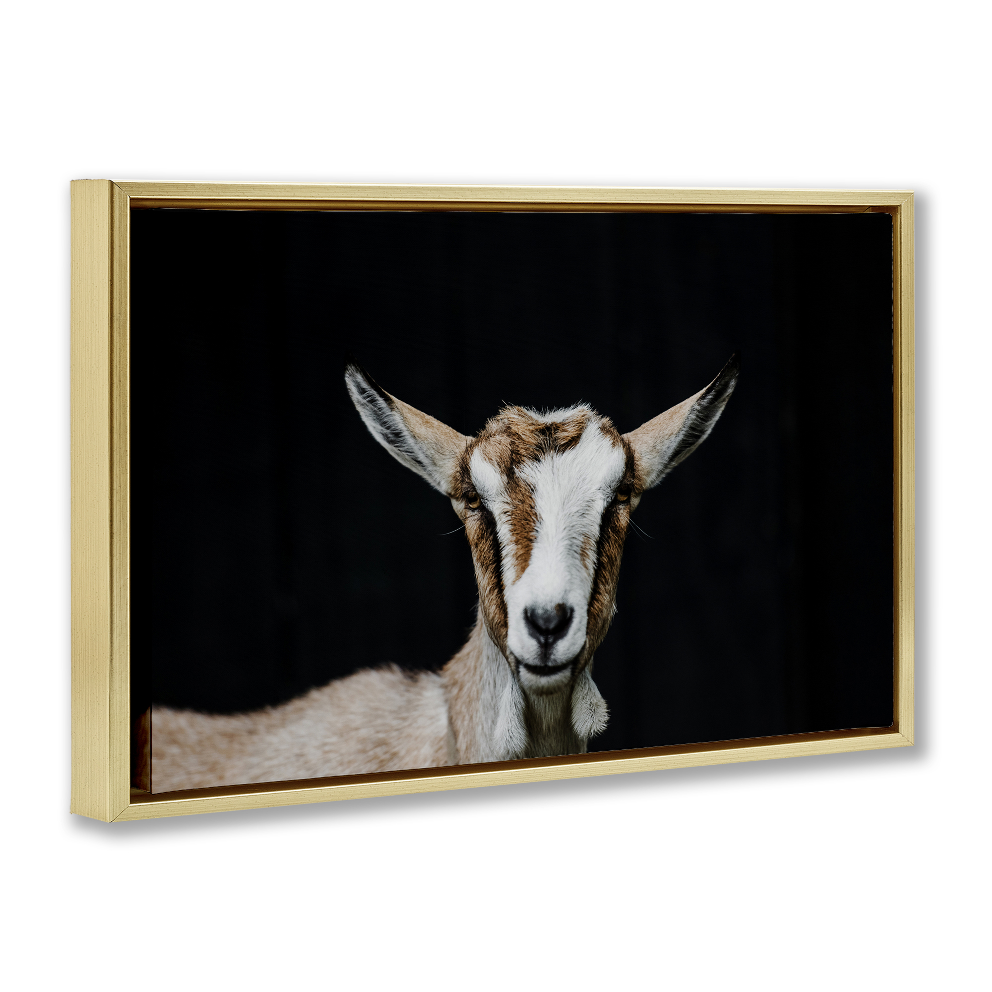 Goat Face over Black Gold Framed Floater Canvas Wall Art, design by Amy Carroll