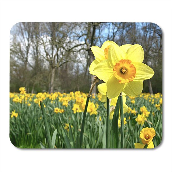 POGLIP White Bloom Colorful Beautiful Macro of Daffodil in Field at Easter Time Green Beauty Yellow Blossom Mousepad Mouse Pad Mouse Mat 9x10 inch