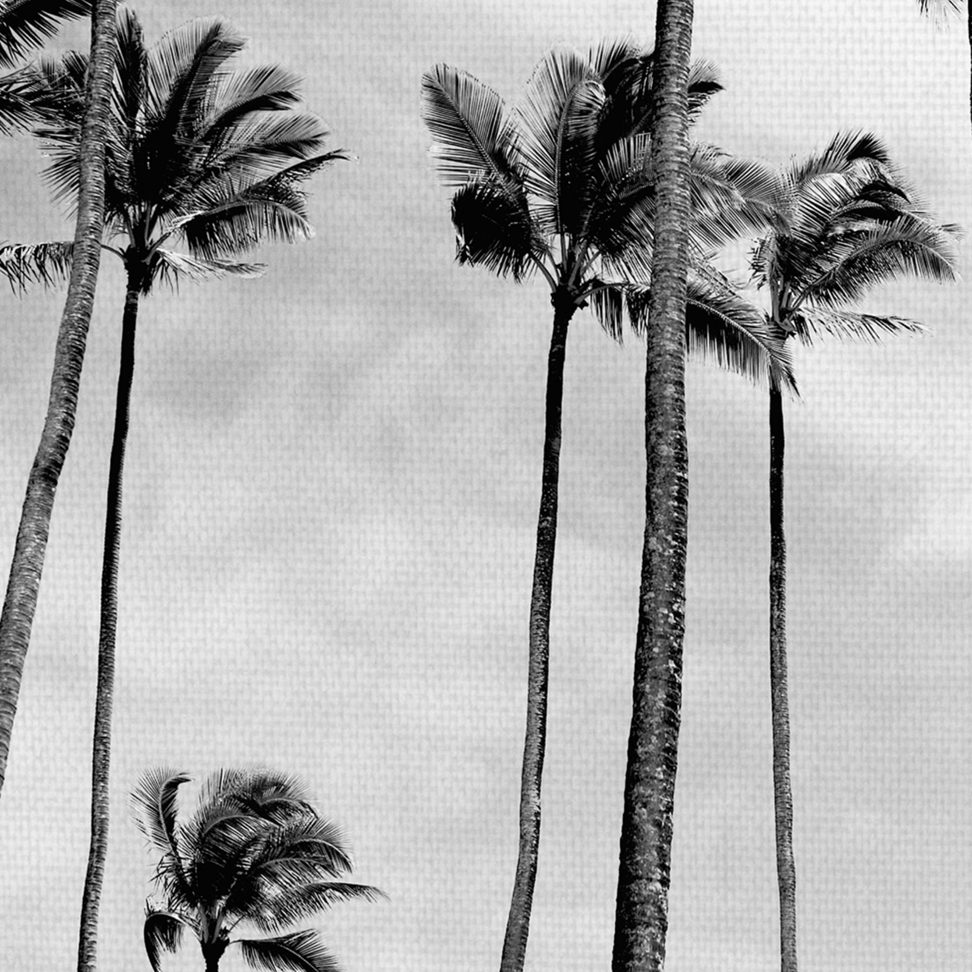 Coconut Palms II B&W by joSon Canvas Art Print