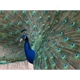 thumbnail image 2 of Peacock Wall Mural Decal Sticker, Wallmonkeys Peel & Stick Vinyl Graphic (18 in W x 13 in H, 2 of 4