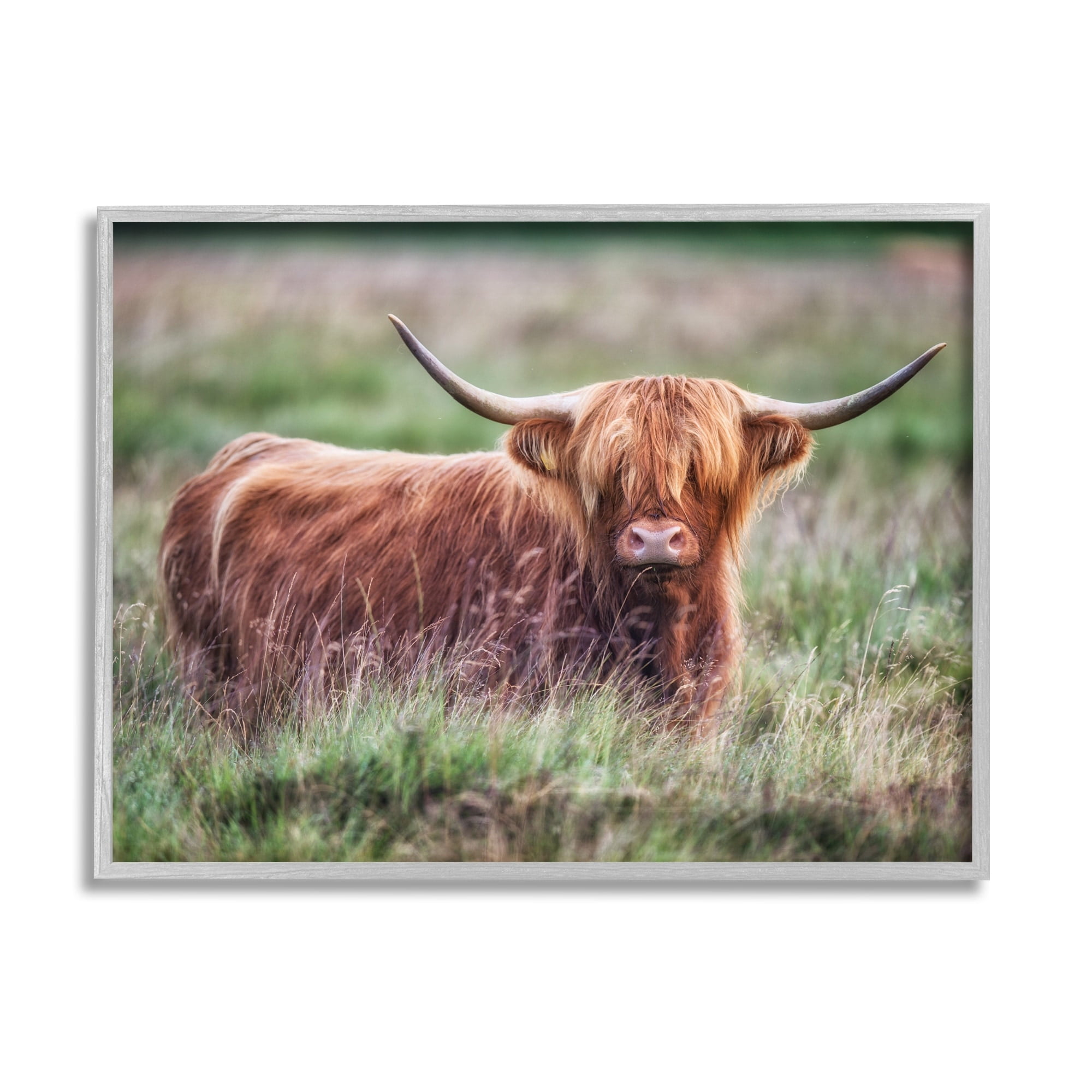 Stupell Industries Highland Longhorn Cattle Grazing Rural Countryside Grassland Photograph Gray Framed Art Print Wall Art, Design by James Dobson