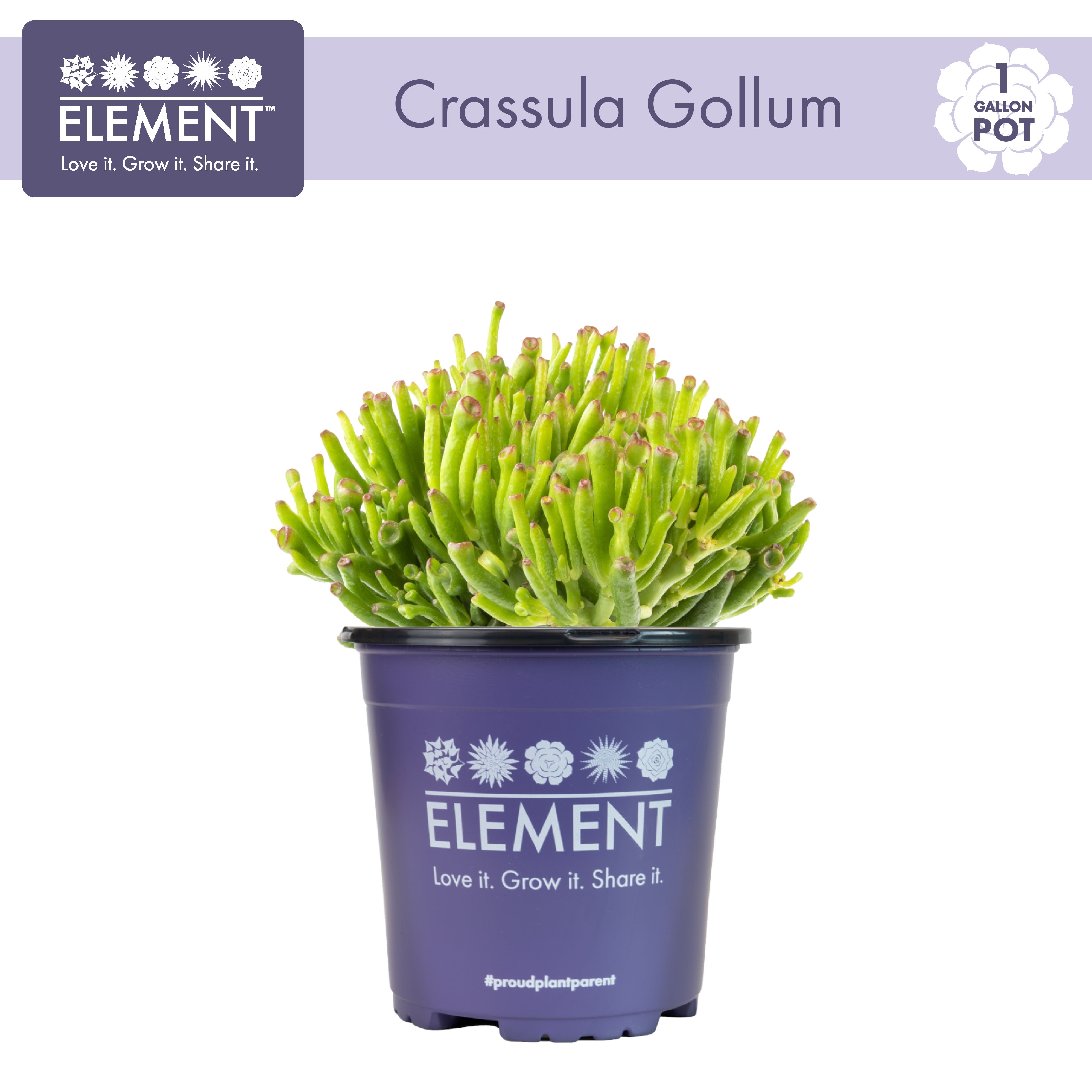 Element by Altman Plants 1Gal Crassula Gollum Live Succulent Plant