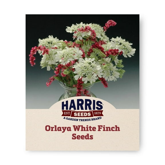 Harris Seeds - Orlaya White Finch Seeds - Fragrant Cut Flower - 250 Seeds