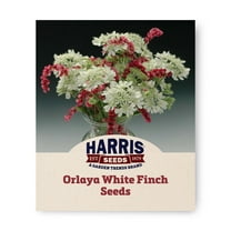 Harris Seeds - Orlaya White Finch Seeds - Fragrant Cut Flower - 250 Seeds