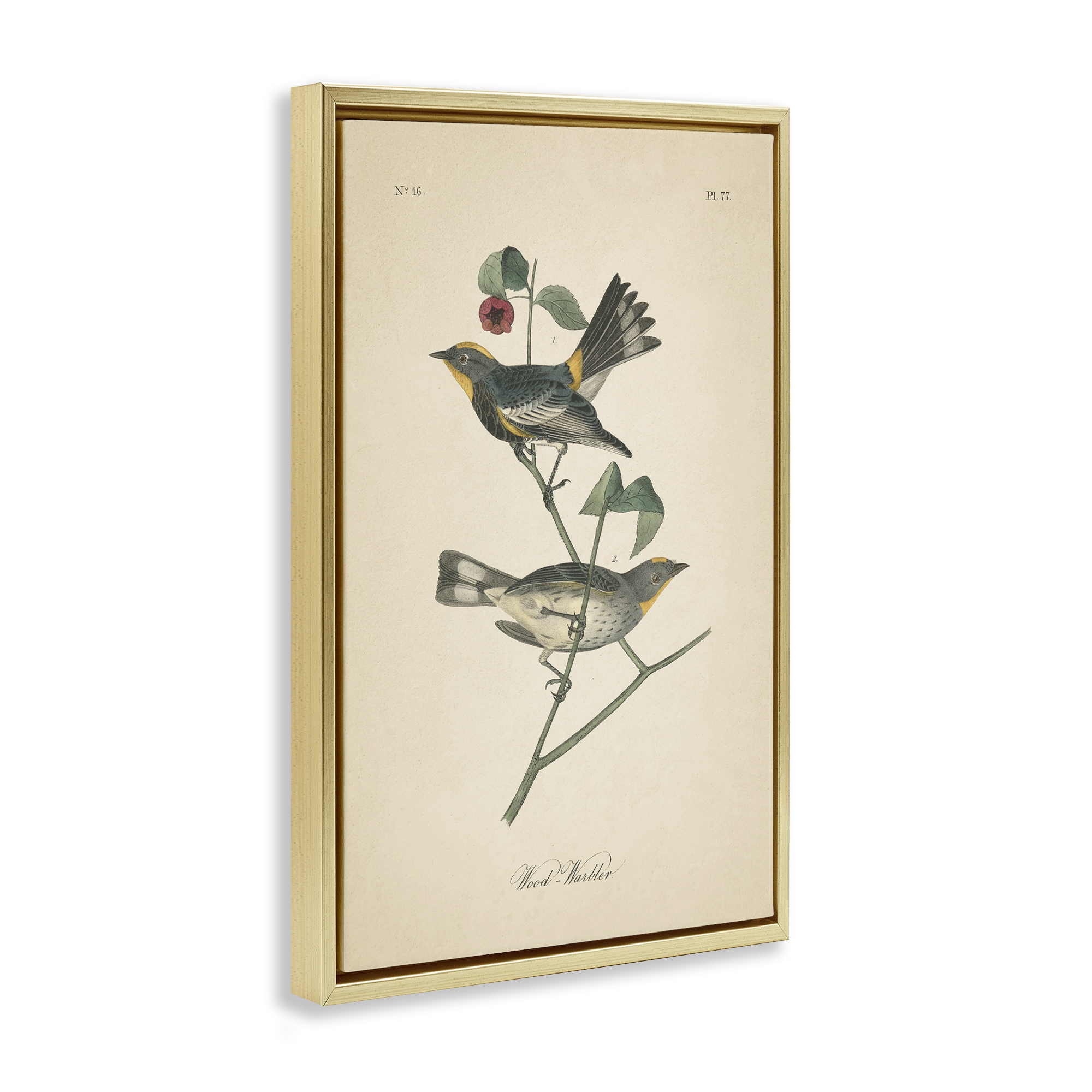 Stupell Industries Vintage Warbler Page Animals & Insects Painting Gold Floater Framed Canvas Art Print Wall Art, 17 x 25