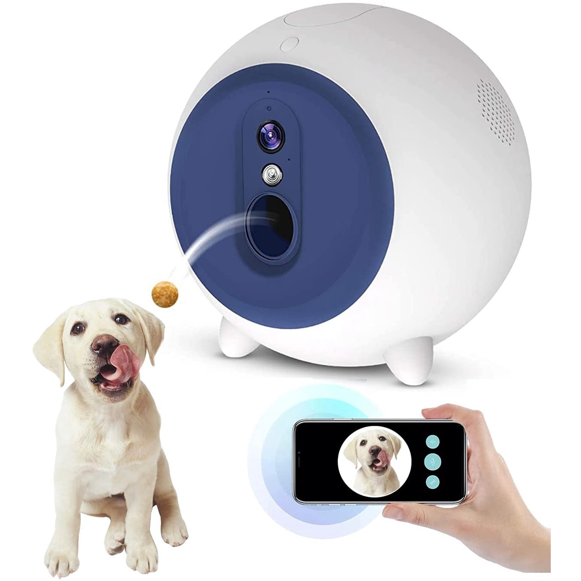 Should You Let Your Dog Out At Night