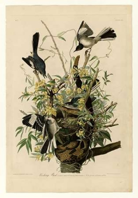 Mocking Bird Canvas