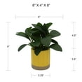 thumbnail image 6 of Mainstays by Becky G. & Alejandra 8" Artificial Peperomia in Yellow Two-Tone Ribbed Ceramic Pot, 6 of 9