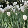 thumbnail image 4 of Colossal White Tulips, 6 Bulbs - Giant White Flowers- Attracts Bees & Butterflies - Easy Growing Sun Loving Perennial, 4 of 6