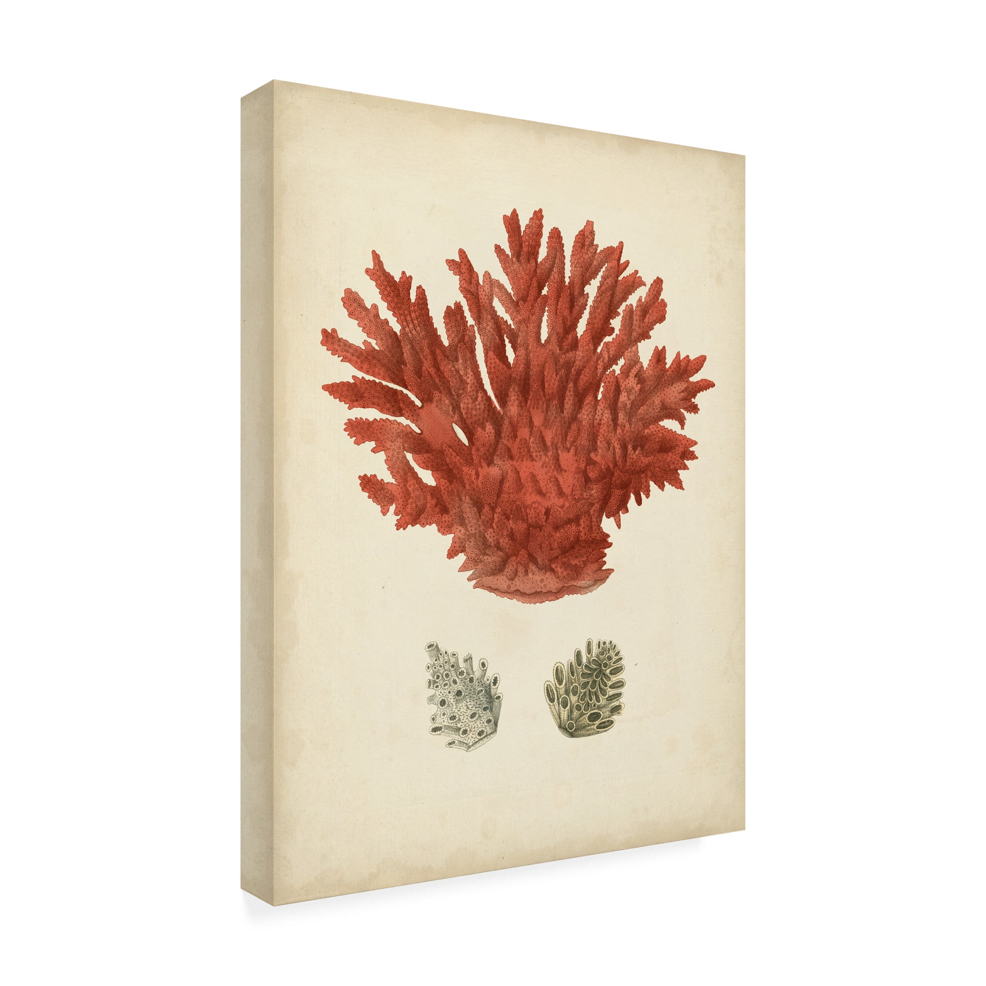 Antique Red Coral III' Canvas Art by Vision Studio