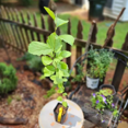 thumbnail image 3 of American Witch Hazel Hamamelis Virginiana Plant, American Witch Hazel Plant 6'' Tall, Outdoor Planting, 3 of 5