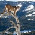 thumbnail image 2 of Mountain Lion Od Dead Wall Mural by Wallmonkeys Peel and Stick Graphic (48 in W x 48 in H) WM149548, 2 of 4