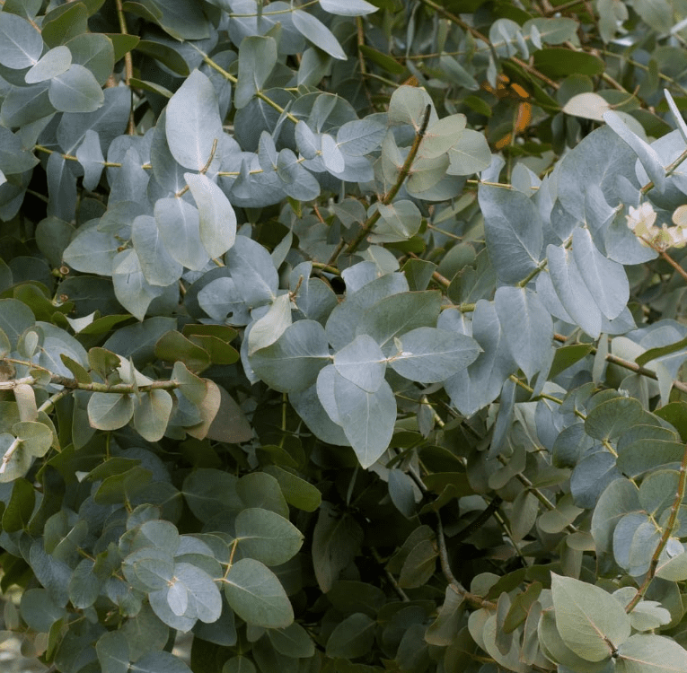 Silver Dollar Eucalyptus Live Plant, 5–7 Inch Tall Starter, Fragrant Eucalyptus Tree for Indoor or Outdoor Planting