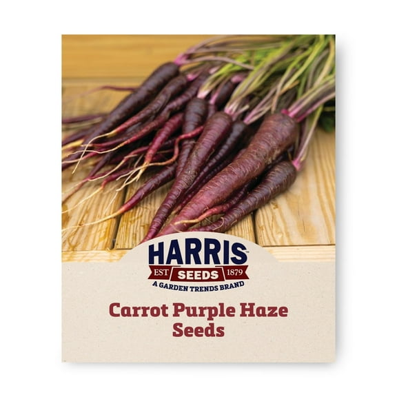 Harris Seeds - Treated Carrot Purple Haze F1 Seeds - Deep Purple Exterior Fruits - 250 Seeds