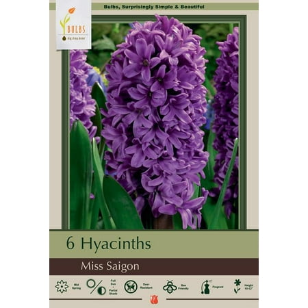 Miss Saigon Hyacinth - 6 Bulbs - 15/16 cm Bulbs
