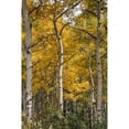 thumbnail image 3 of Head, Danny 17x24 Black Modern Framed Museum Art Print Titled - Autumn Aspens II, 3 of 5