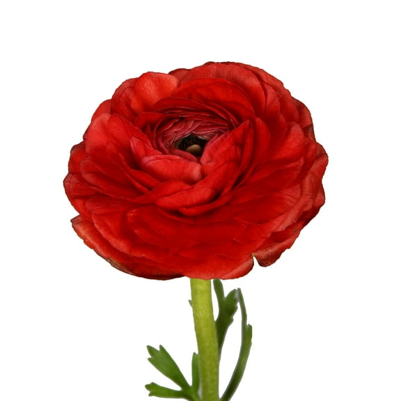 Red Ranunculus - 30 Farm Direct Fresh Cut Flowers - 300 Stems - Ranunculus - by Bloomingmore