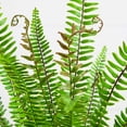 thumbnail image 3 of Nearly Natural 3ft. UV Resistant Artificial Boston Fern Potted Plant with Real Touch Leaves (Indoor/Outdoor), 3 of 7