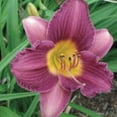 thumbnail image 4 of Expert Gardener Purple De Oro Daylily (2.5 Quart) Prolific Flowering Perennial - Full Sun Live Outdoor Plant, 4 of 7
