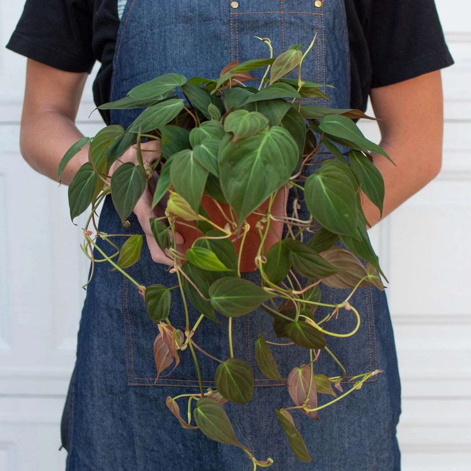 Philodendron Velvet Live Plant for Indoor | Different Houseplants in 4'' & 6'' Pot | Real House Plant for Living Room, Office & Bathroom | Micans Heart-Leaf | Sweetheart Hederaceum