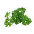 thumbnail image 4 of 1500 Graines de Persil à Feuilles Plates Petroselinum Crispum Simples Simples Graines de Persil Italien, 4 of 5