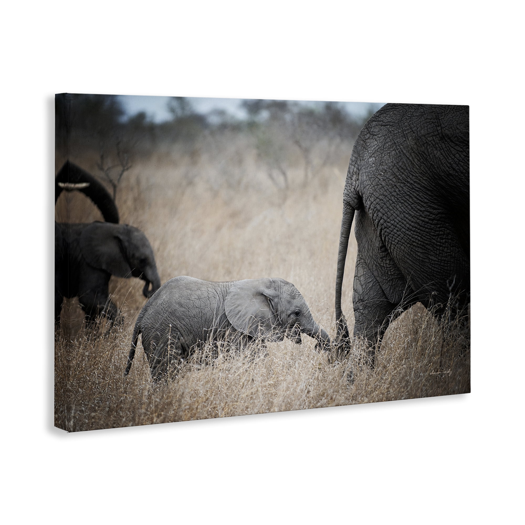 Stupell Industries Baby Elephant Strolling Animals Photography Wrapped Canvas Art Print Wall Art, 24 x 16