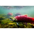 thumbnail image 2 of Bob Stefko 32x23 Gallery Wrapped Canvas Wall Art Titled - Sockeye Salmon II, 2 of 4
