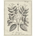 thumbnail image 2 of Vision Studio  26x32 Gold Ornate Wood Framed with Double Matting Museum Art Print Titled - Antique Black and White Botanical VII, 2 of 4