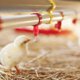 thumbnail image 4 of Greenadscape 25Ud Bebedero Automático Para Gallinas Y Con Tetina Desmontable, 4 of 8