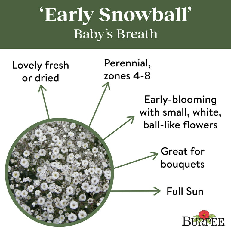 Babys Breath, Early Snowball - Burpee