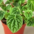 thumbnail image 3 of Peperomia 'Ripple', 3" Pot, Indoor Houseplant, Easy Care, Live Plant for Indoor & Outdoor, 3 of 7